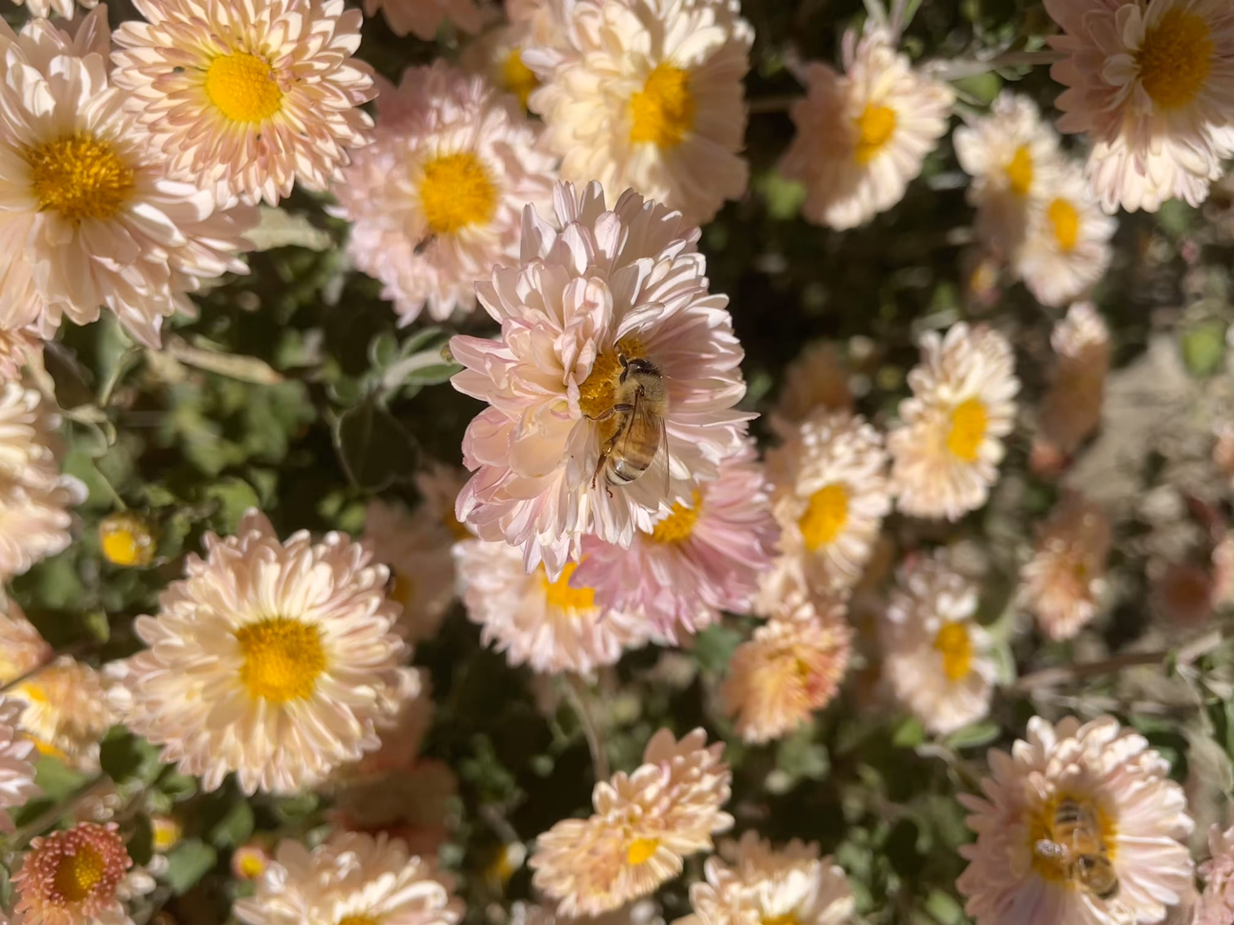 Of bees