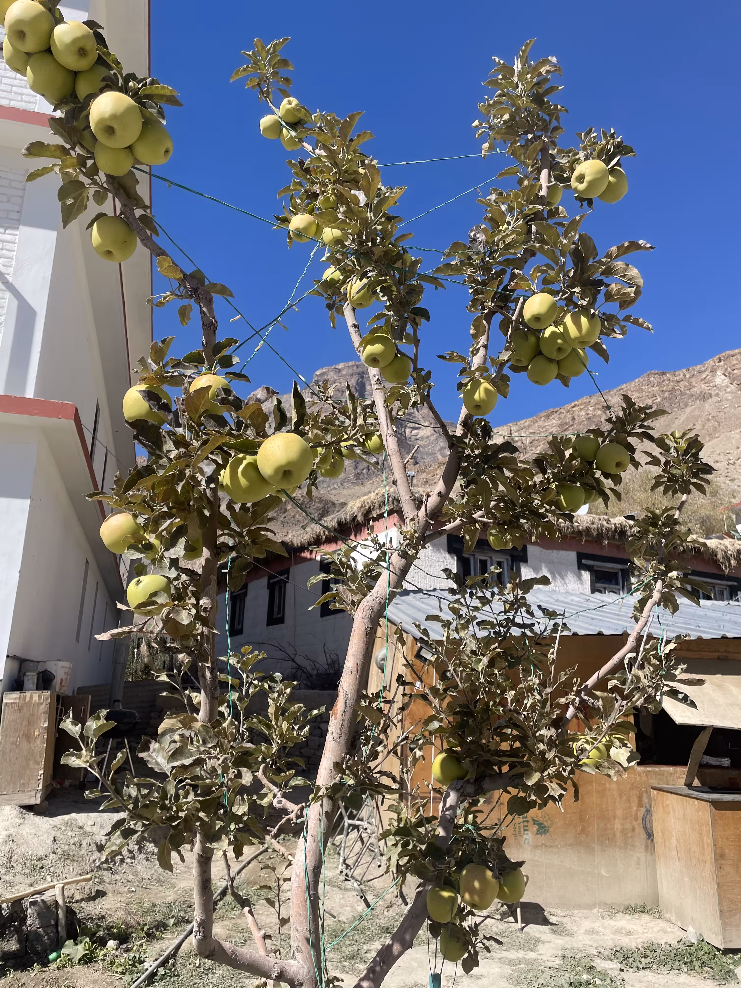 Green Apple Tree