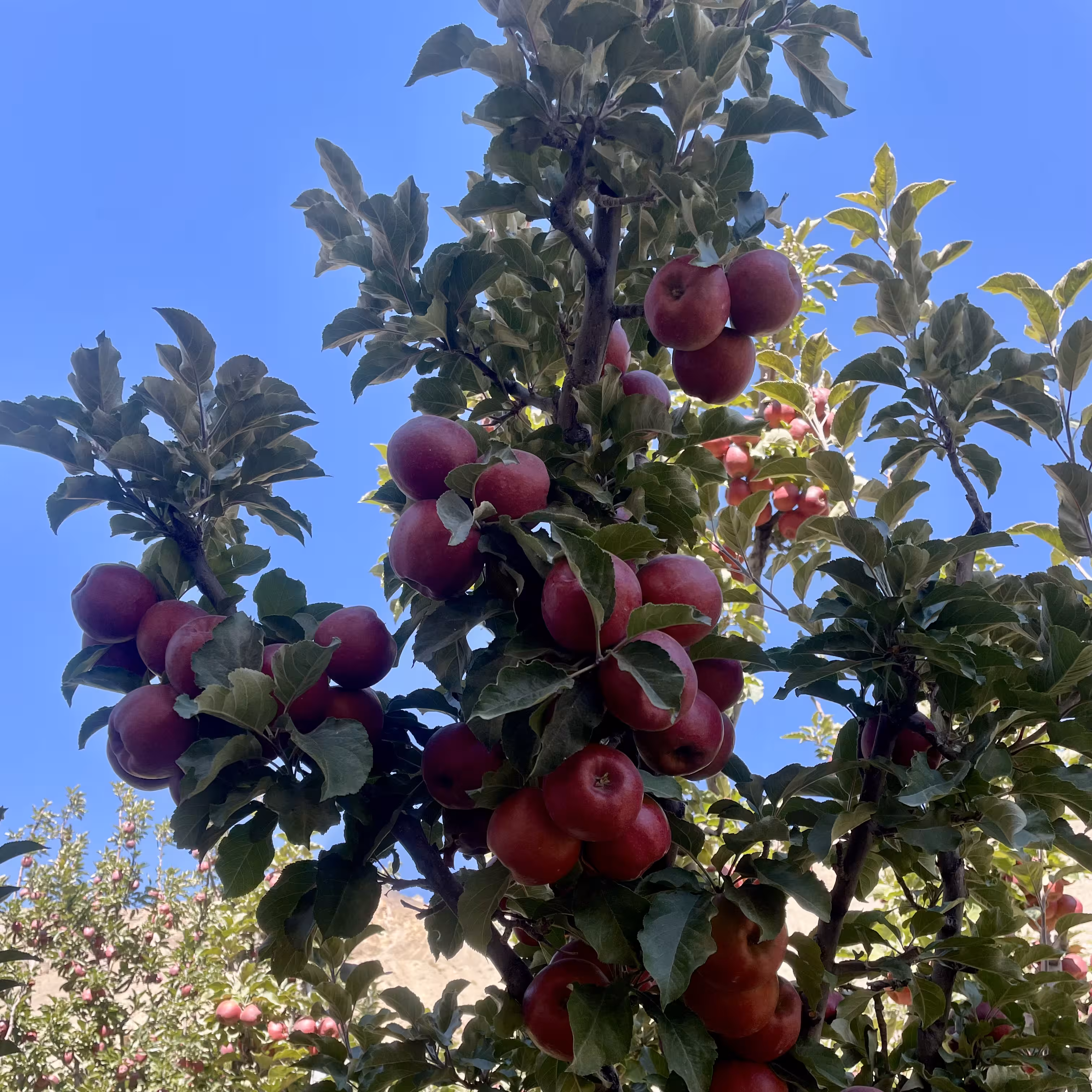 Apple Tree